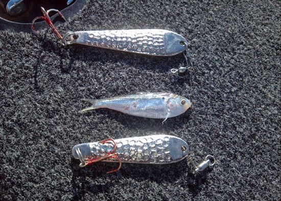 Hollow Baits - Sovereign Superbaits