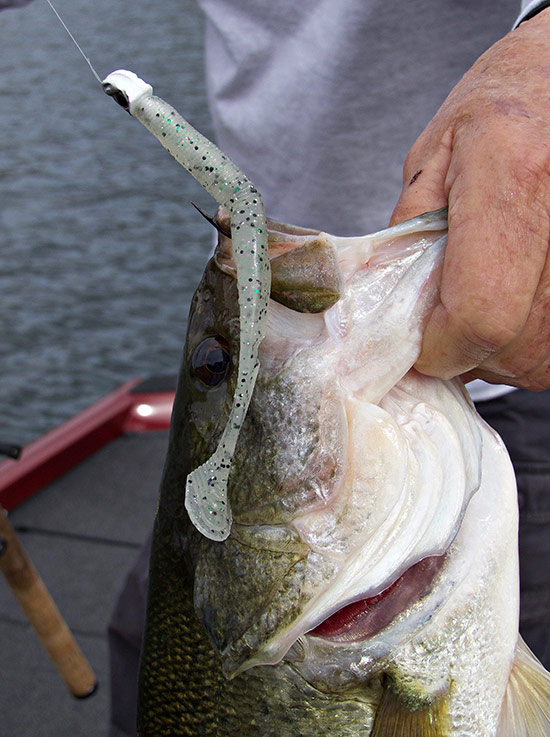 Does Color Matter When Fishing Big Swimbaits? 