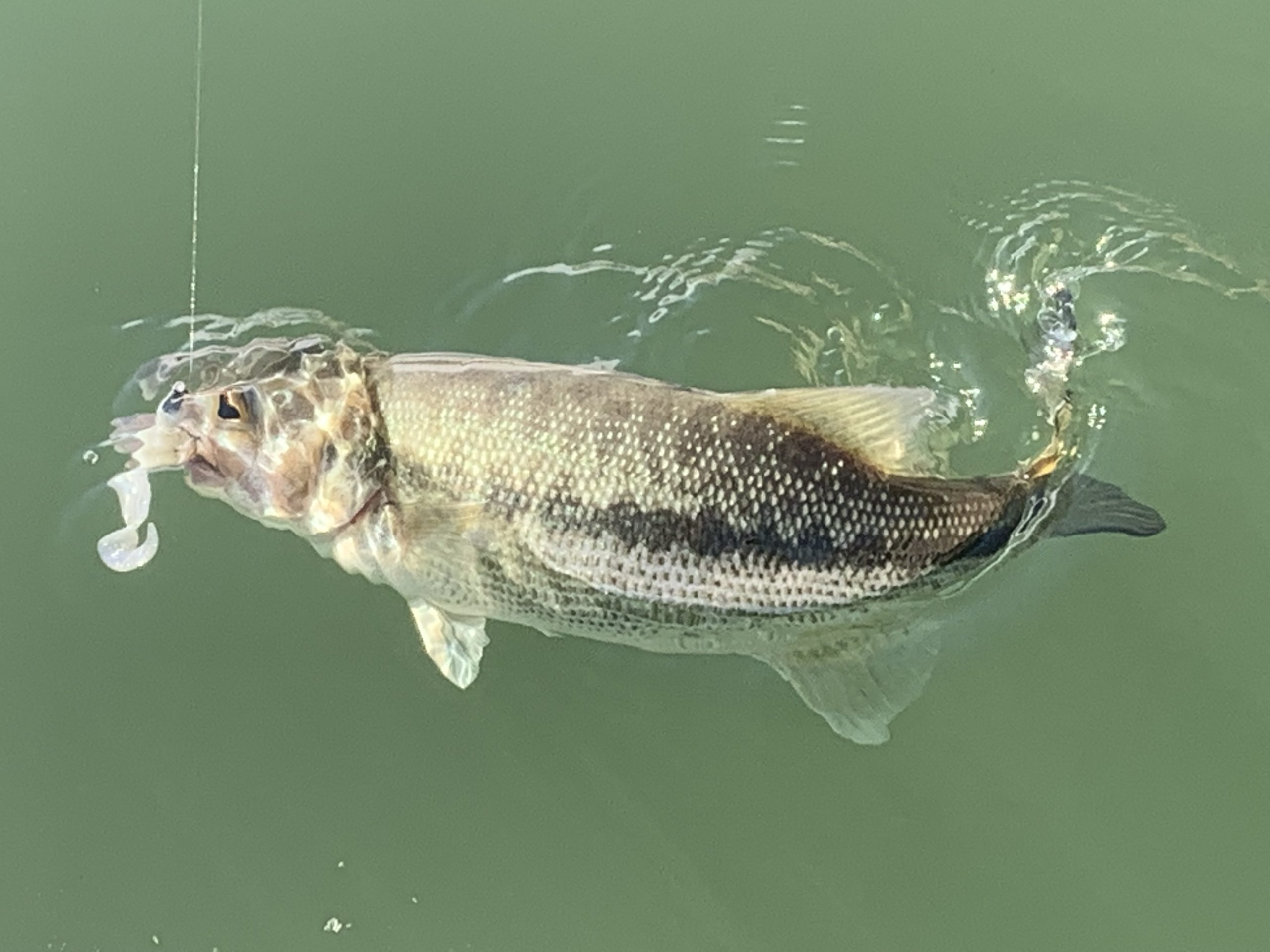 How to fish swim baits and swim jigs for big bass! 